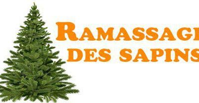 Collecte des sapins de Noël