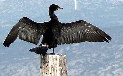 Arrêté chasse cormoran