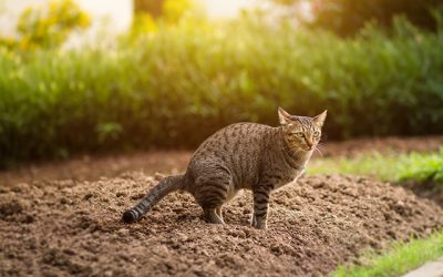 Chats et problèmes de voisinage