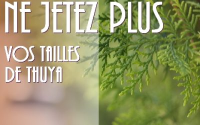 Enlèvements gratuit de vos tailles de Thuya