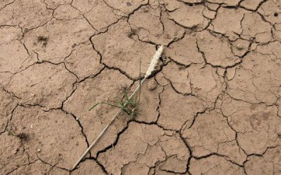Arrêté préfectoral Cadre Sècheresse 2023
